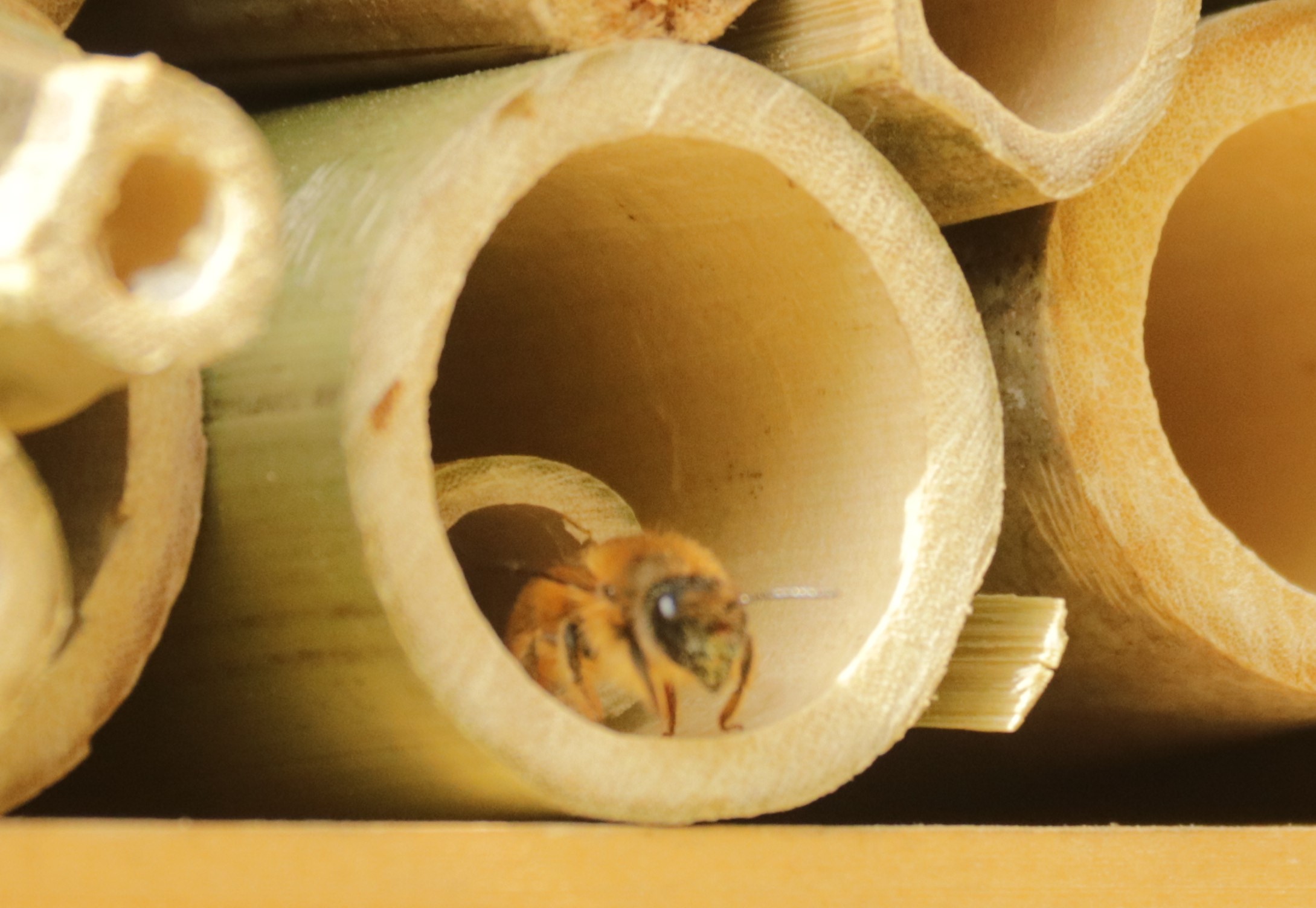 みーつけた！ 今日の森の生き物】筒に巣を作るハチ | トヨタの森 公式